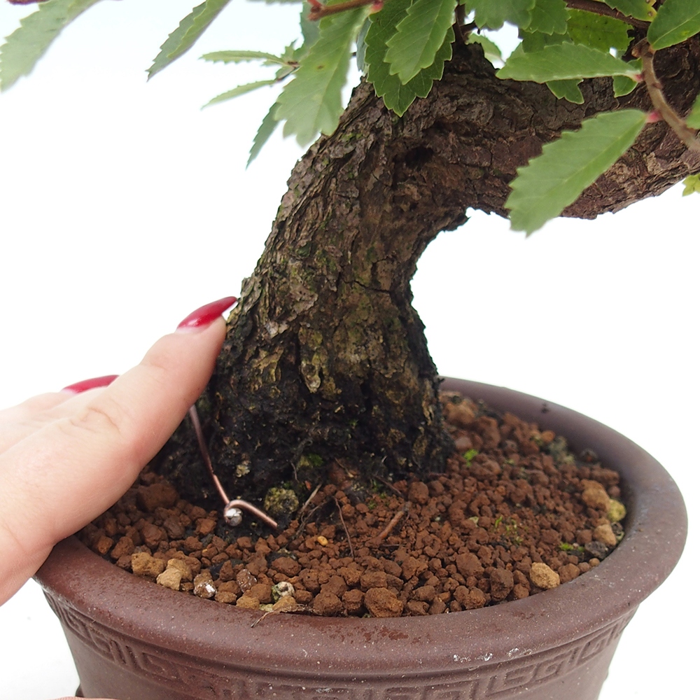 Bonsai voor buiten - Zelkova - Zelkova NIRE