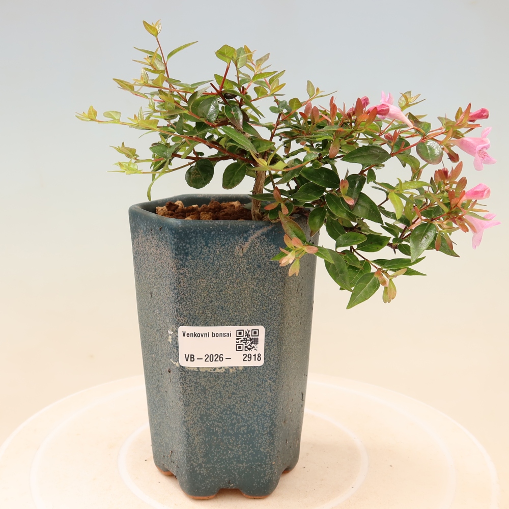 Buitenbonsai - Abelia Edward Goucher - Grootbloemige abelia