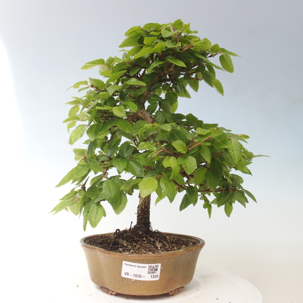 Bonsai voor buiten -Carpinus CARPINOIDES - Koreaanse haagbeuk