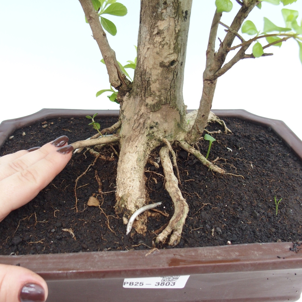 Kamerbonsai - Duranta erecta Aurea