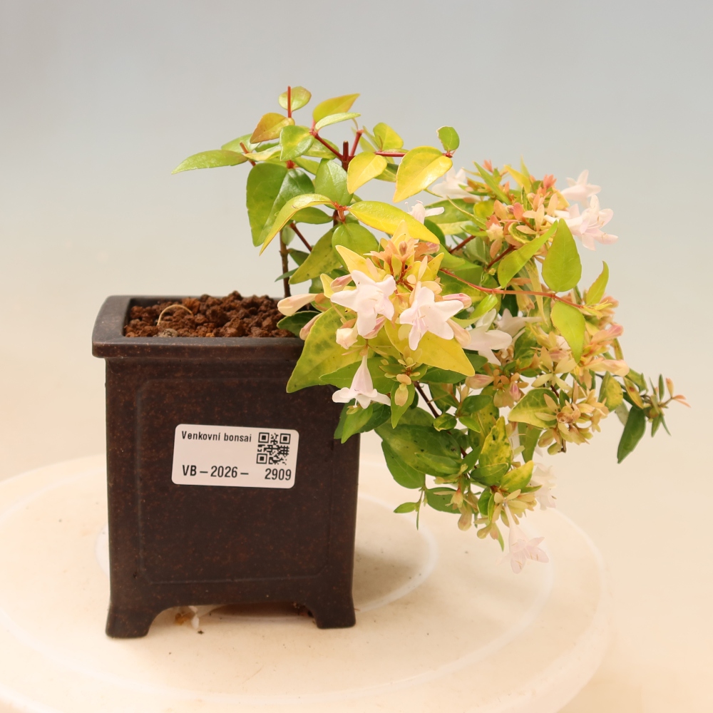 Buitenbonsai - Abelia gr. Kleidoscope - Grootbloemige abelia