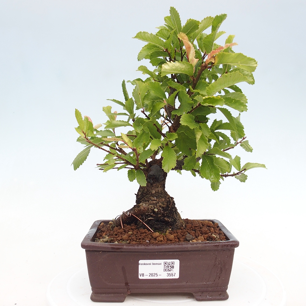 Bonsai voor buiten - Zelkova - Zelkova NIRE