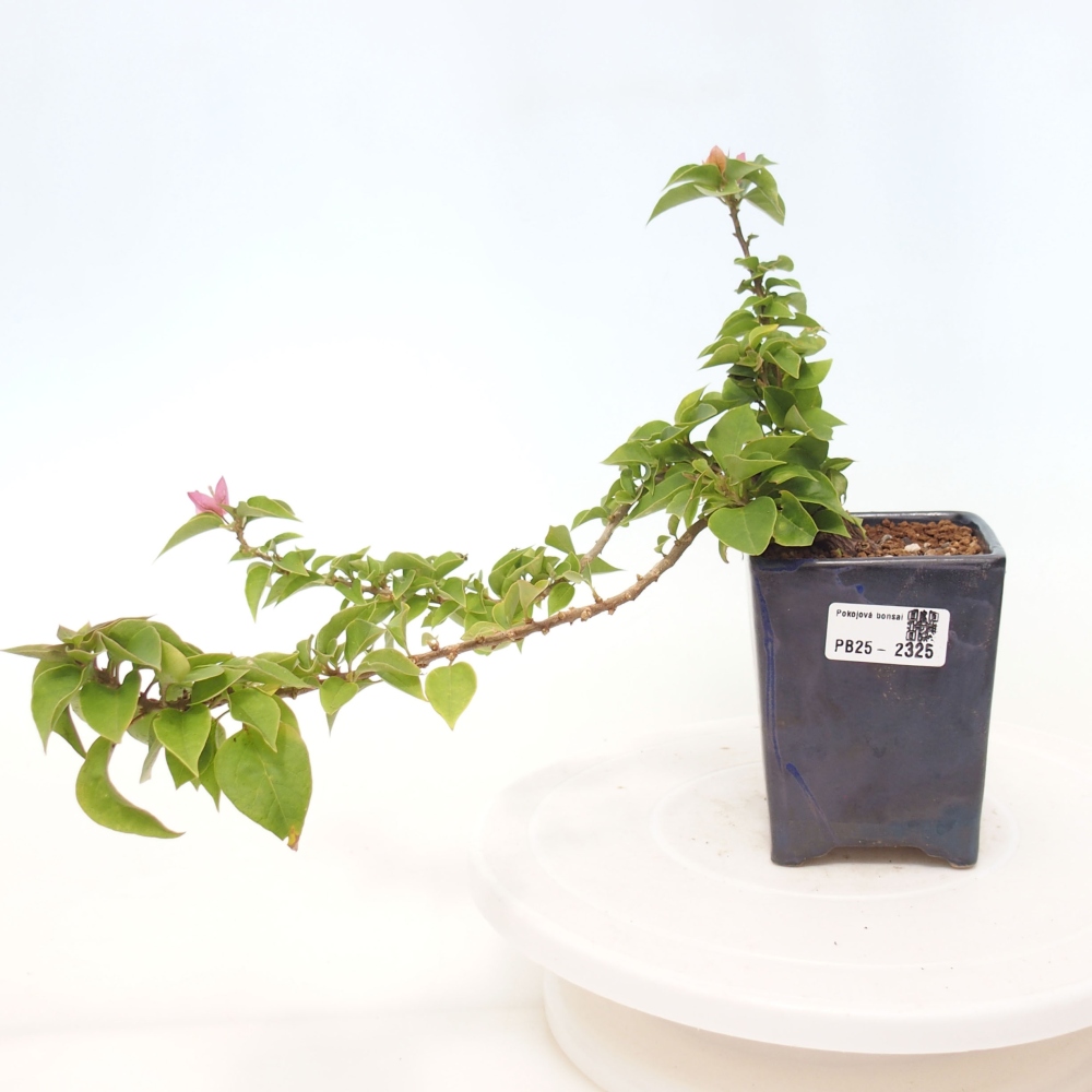 Kamerbonsai - Bouganwilea