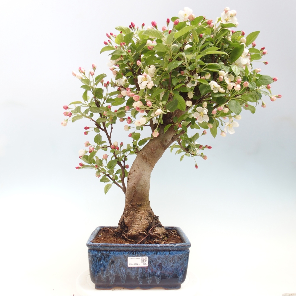 Bonsai voor buiten -Malus halliana - Appelboom met kleine vruchten