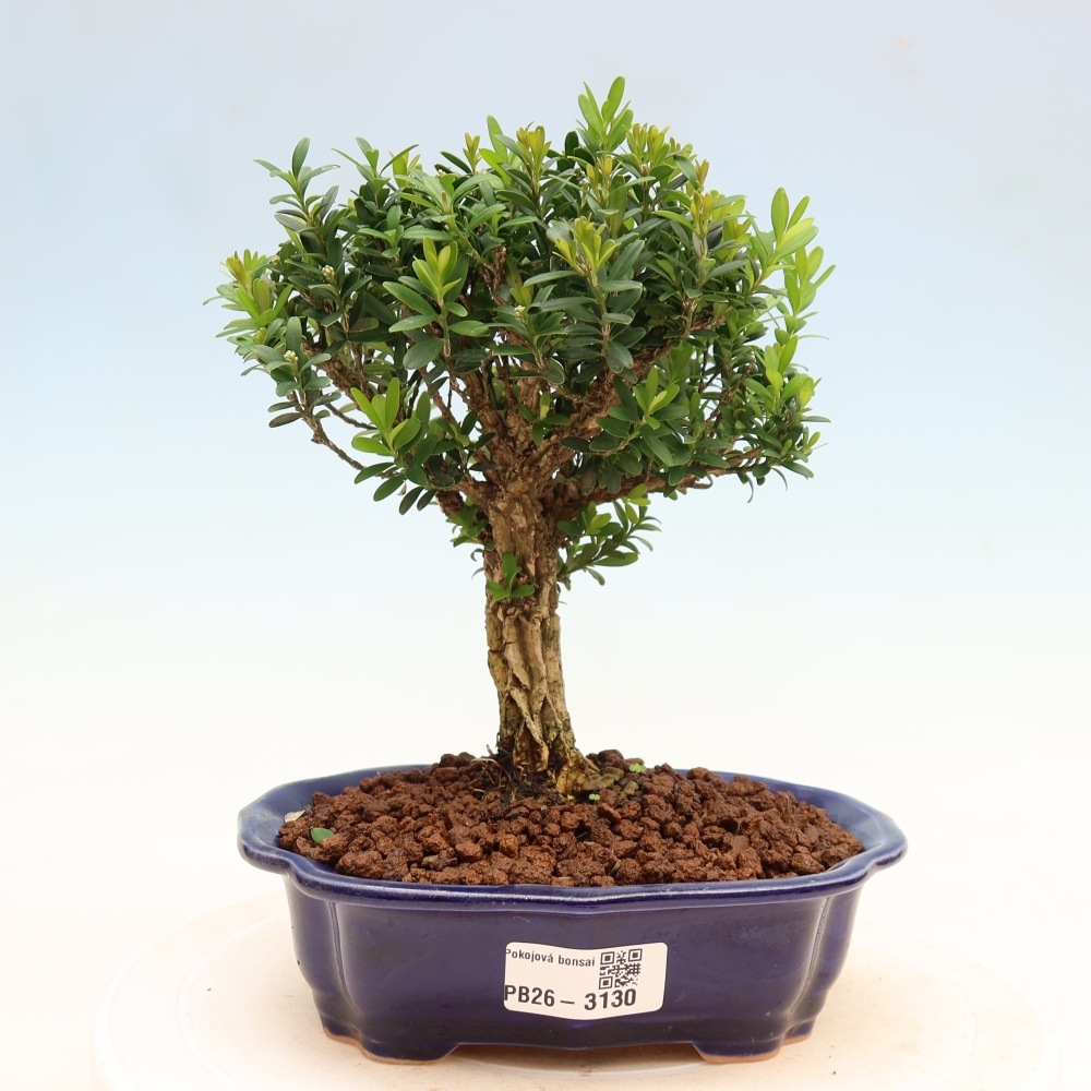 Kamerbonsai - Buxus harlandii - kurk buxus