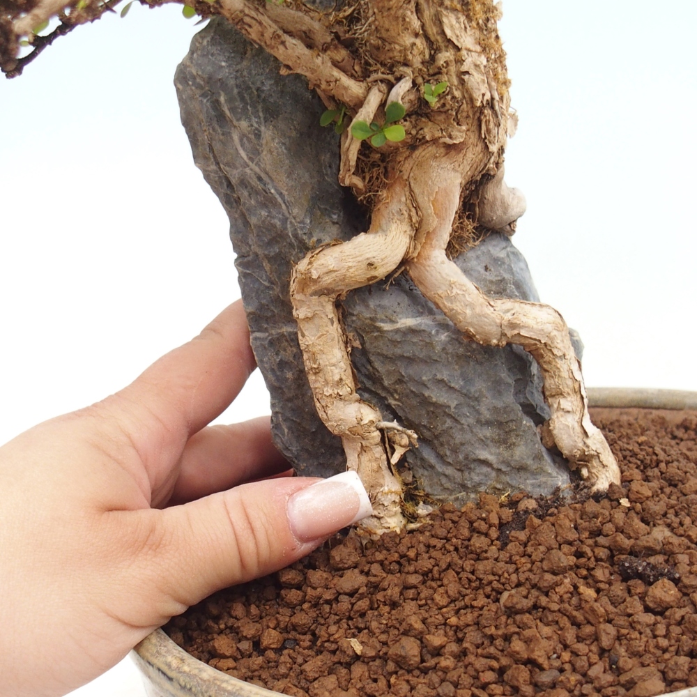 Bonsai voor buiten - Berberis coreana