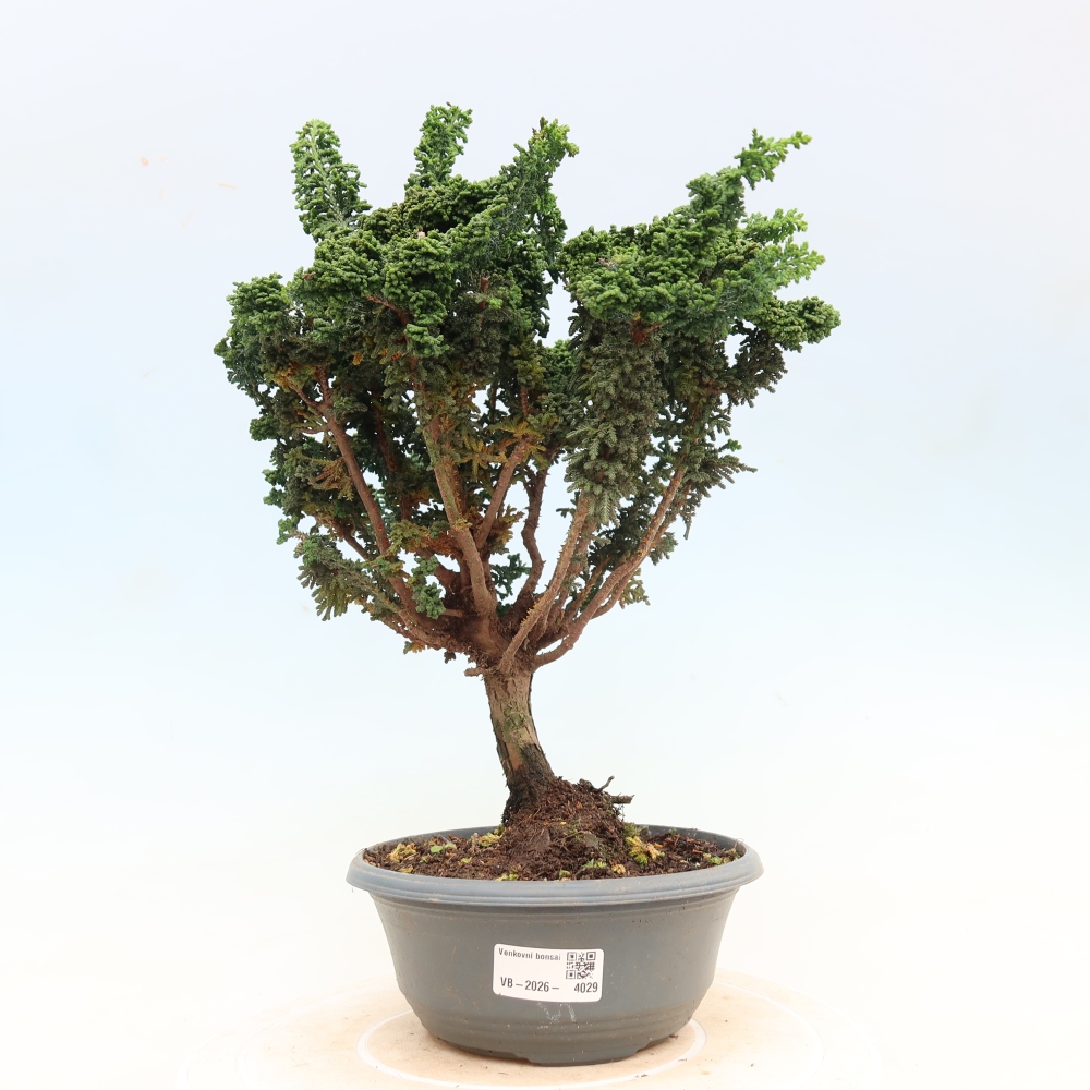 Bonsai voor buiten - Cham. obtusa SEKKA HINOKI - Cipres