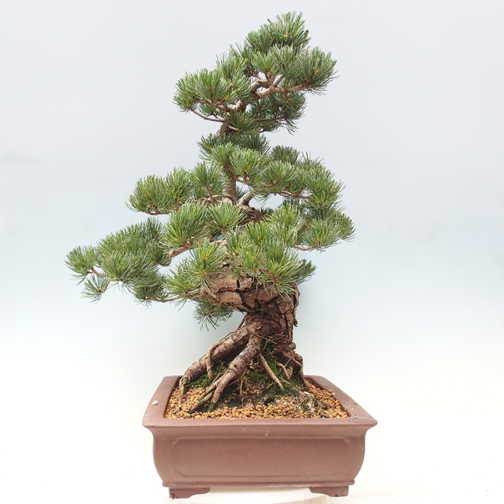 Bonsai voor buiten - Pinus parviflora - Pinus parviflora