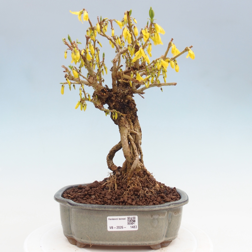 Bonsai voor buiten - Zlatice - Forsythia koreana