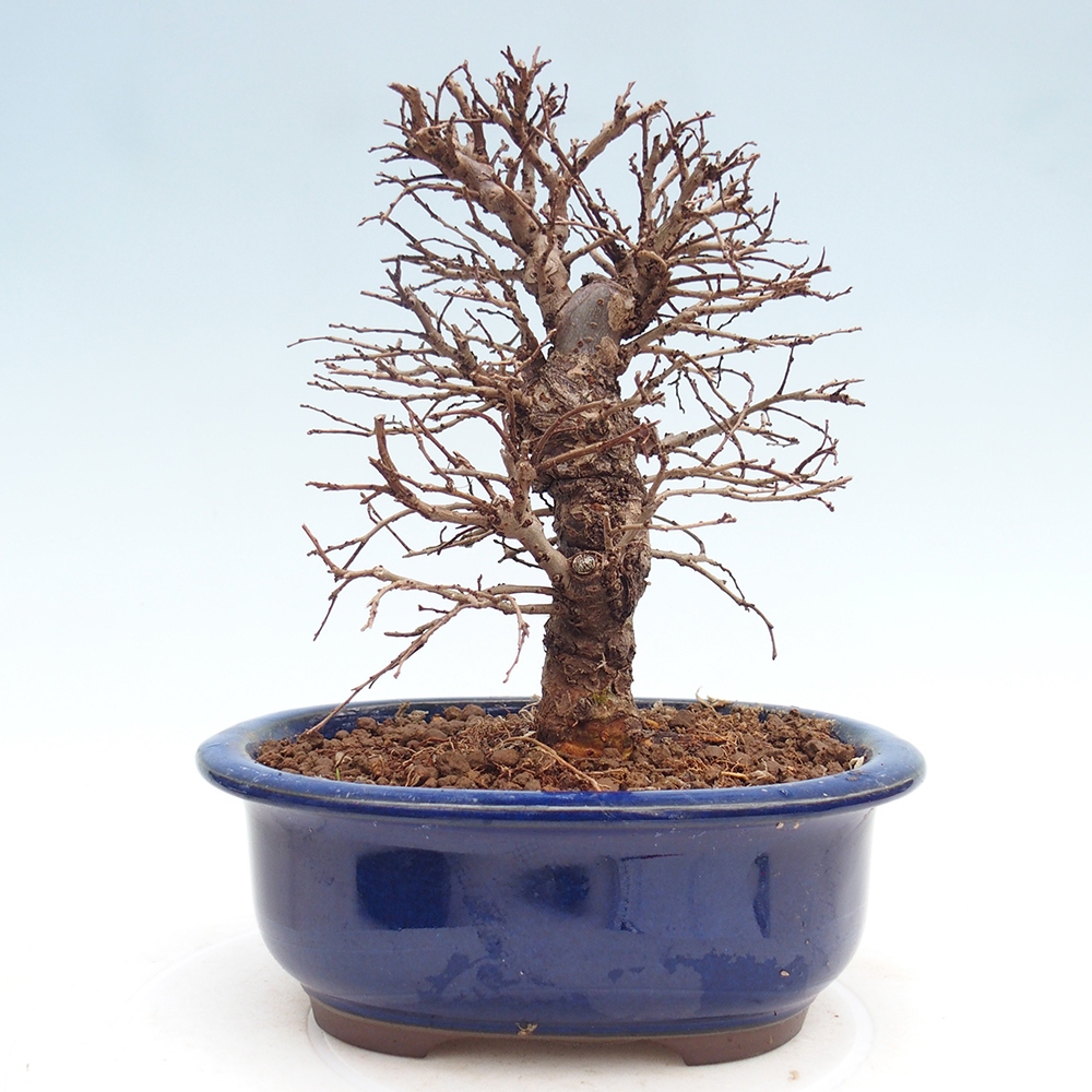 Bonsai voor buiten - Zelkova - Zelkova NIRE