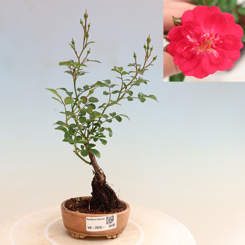 Bonsai voor buiten - Rosa Kordes - roos