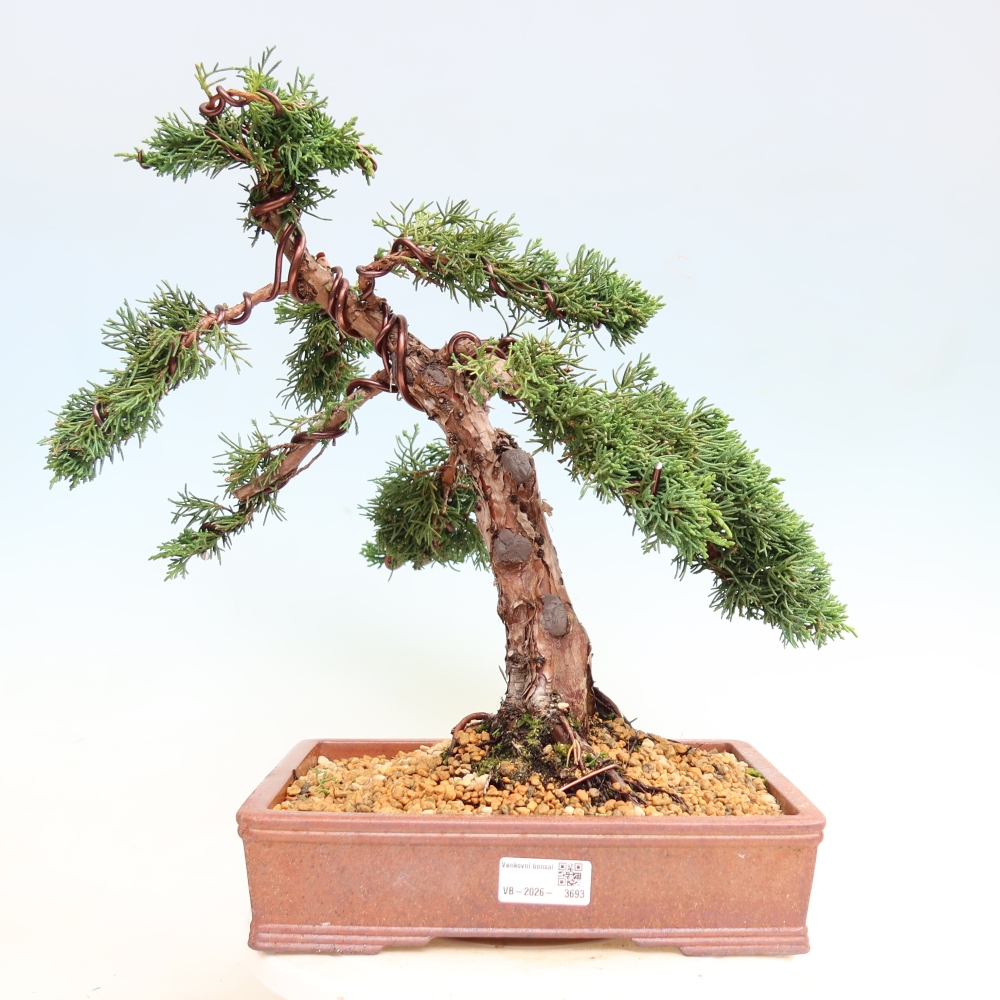 Bonsai voor buiten - Juniperus chinensis Kishu