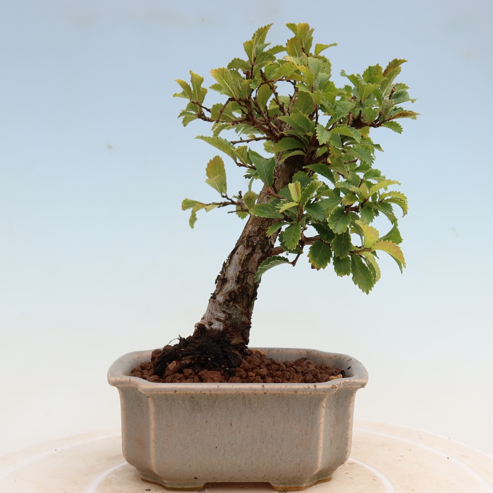Bonsai voor buiten - Zelkova - Zelkova NIRE