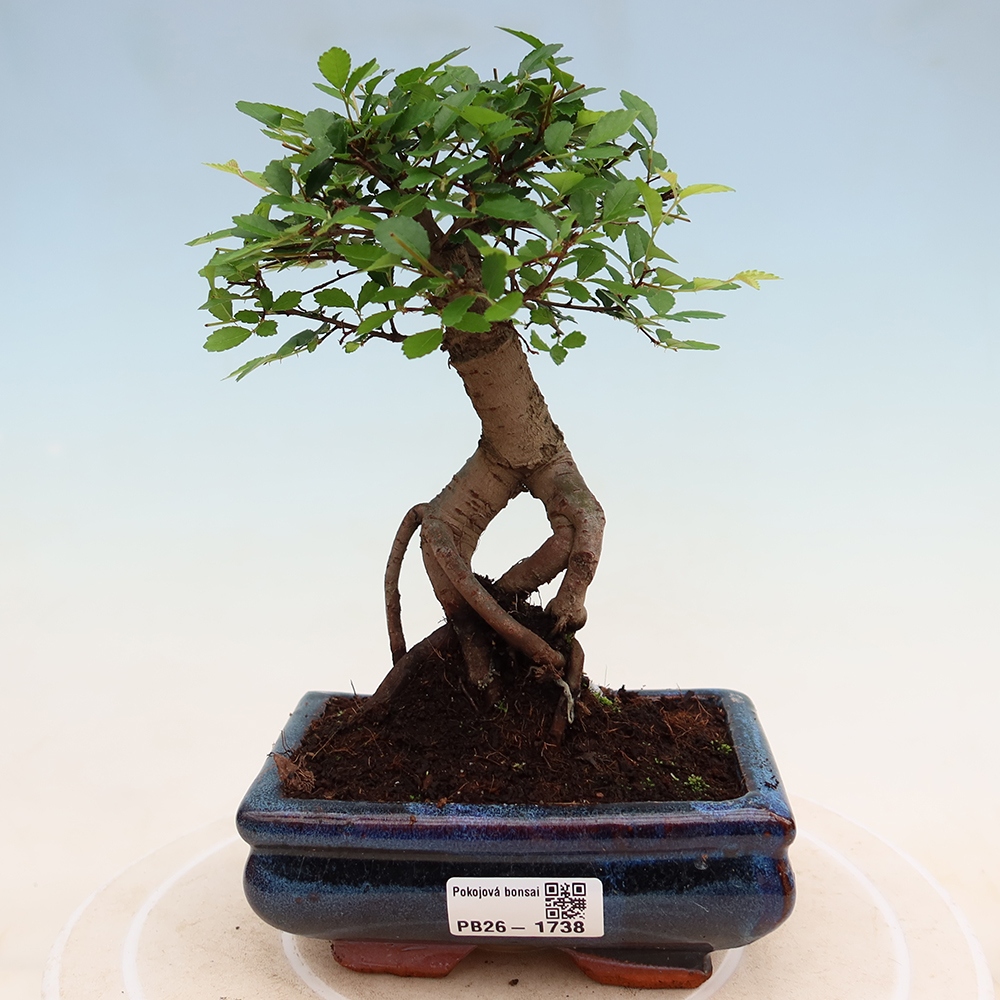 Kamerbonsai - Ulmus parvifolia - Winteriep