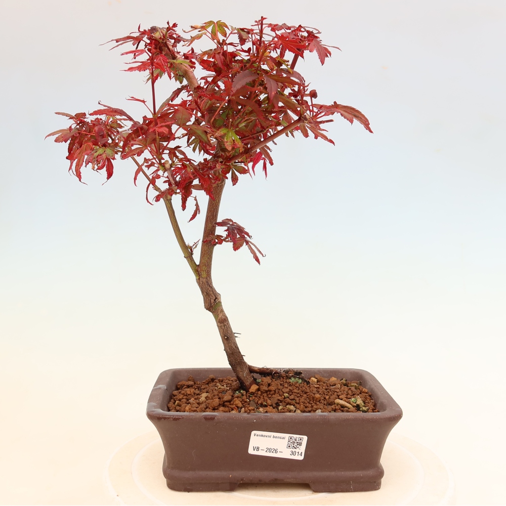 Buitenbonsai - Palmbladige esdoorn  - Acer palmatum Berry Broom 