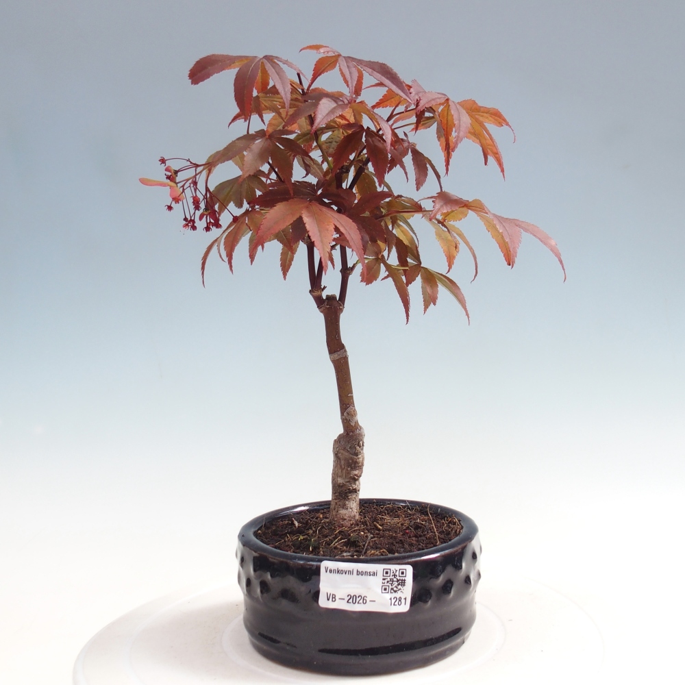 Bonsai voor buiten - Acer palm. Atropurpureum-Javorpalm