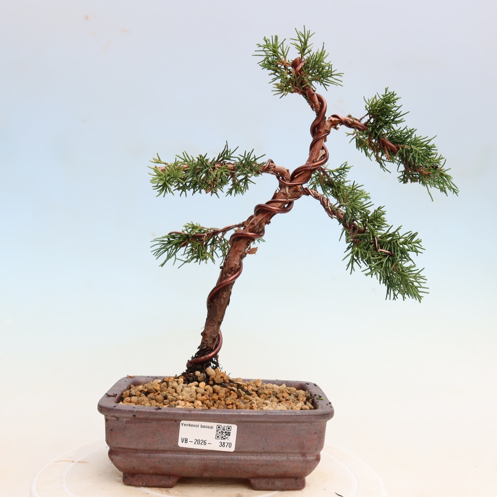 Bonsai voor buiten - Juniperus chinensis Kishu