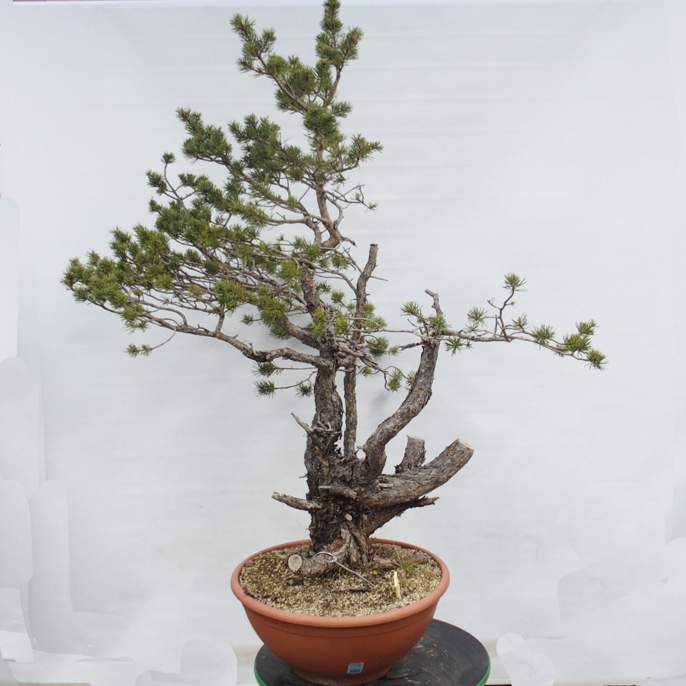 Yamadori - Pinus sylvestris Spanje