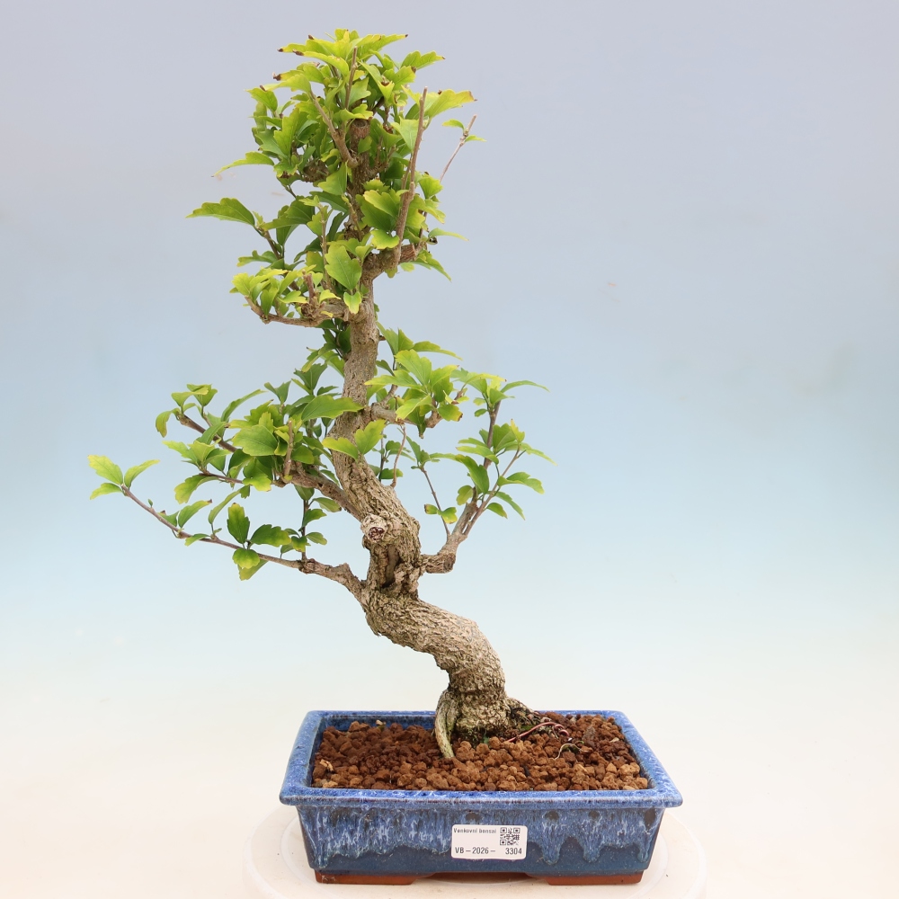 Bonsai voor buiten - Hibiscus syriacus - Syrische hibiscus