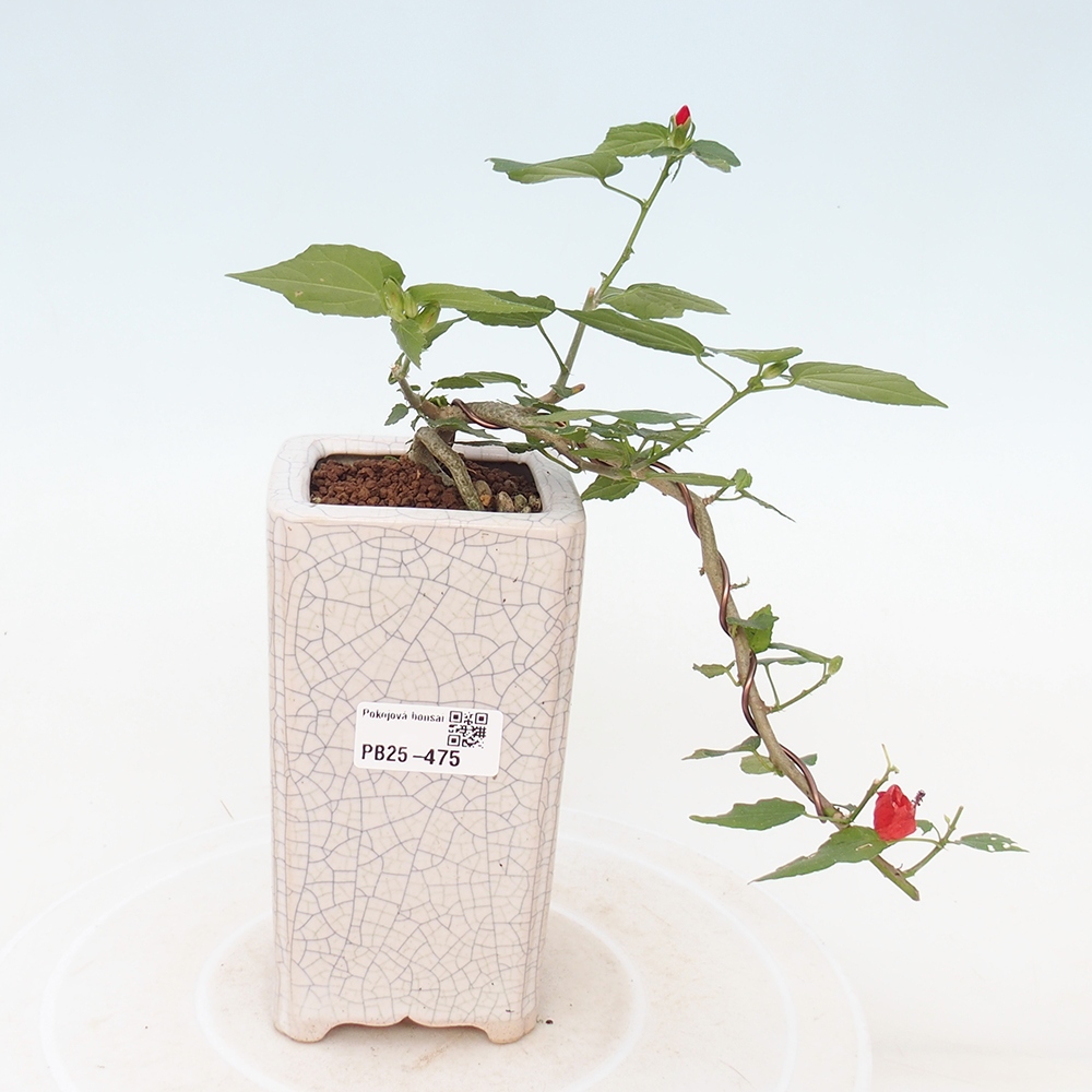 Bonsai voor binnen - Malvaviscus arboreus