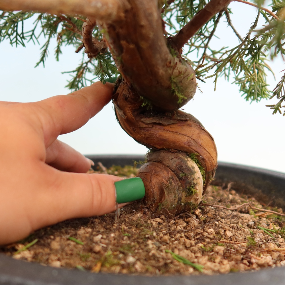 Bonsai voor buiten - Juniperus chinensis Itoigawa-Juniperus chinensis