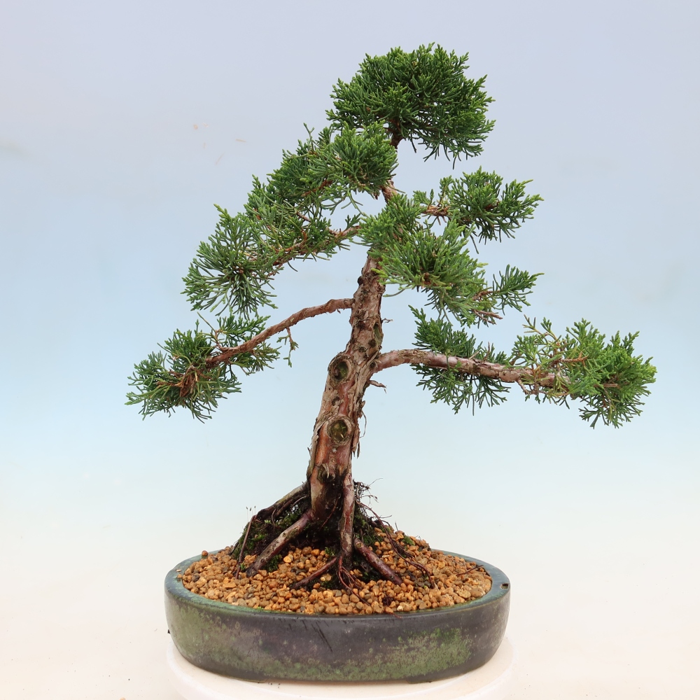 Bonsai voor buiten - Juniperus chinensis Kishu