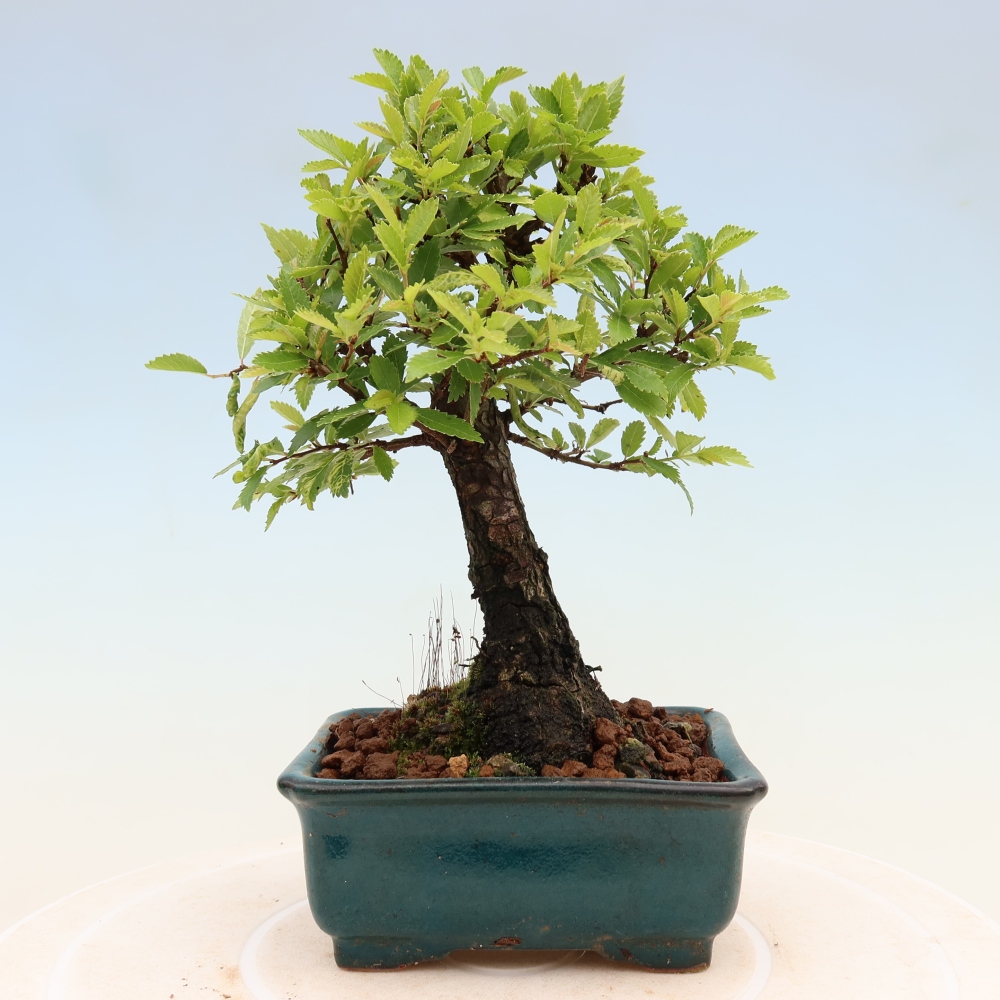 Bonsai voor buiten - Zelkova - Zelkova NIRE