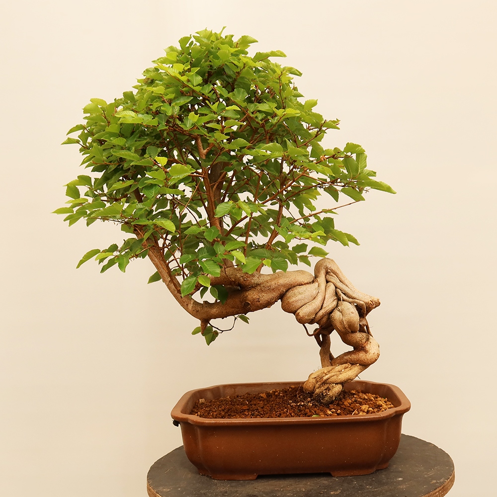 Bonsai voor buiten -Carpinus Coreana - Koreaanse haagbeuk
