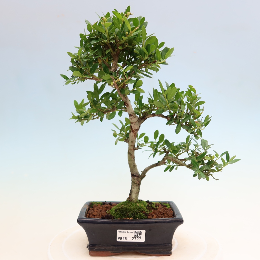 Kamerbonsai - Ilex crenata - Hulst