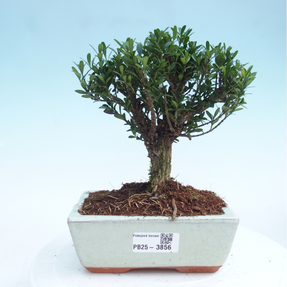 Kamerbonsai - Buxus harlandii - kurk buxus