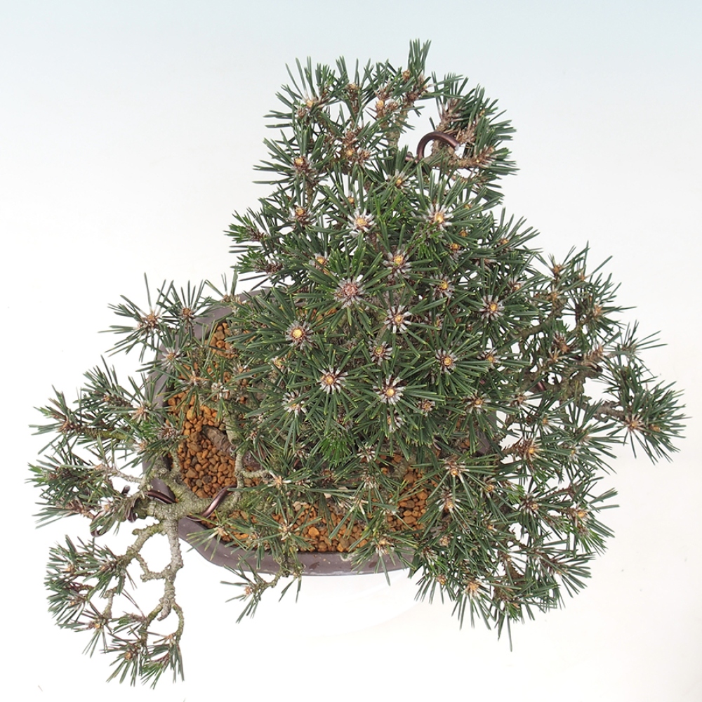 Bonsai voor buiten - Pinus thunbergii Kotobuki - Thunberg den