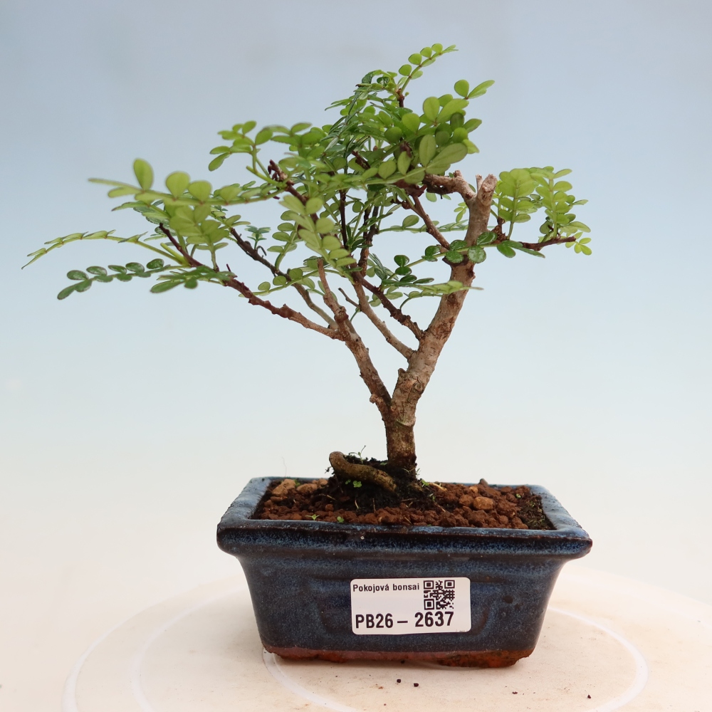 Kamerbonsai - Zantoxylum piperitum - peperboom