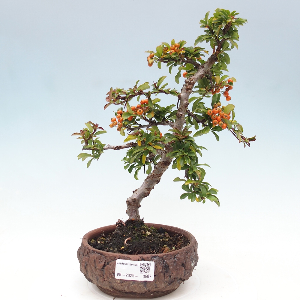 Bonsai-Pyracantha Teton voor buiten -Hlox