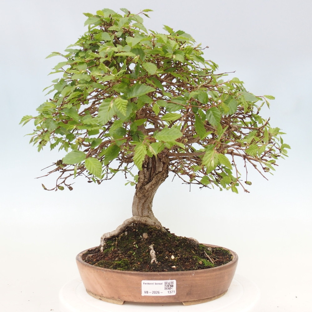 Bonsai voor buiten -Carpinus CARPINOIDES - Koreaanse haagbeuk