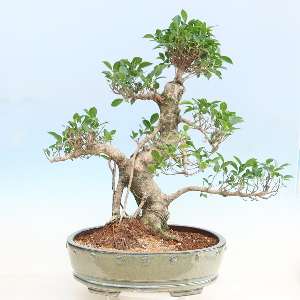 Kamerbonsai - Ficus kimmen - kleinbladige ficus