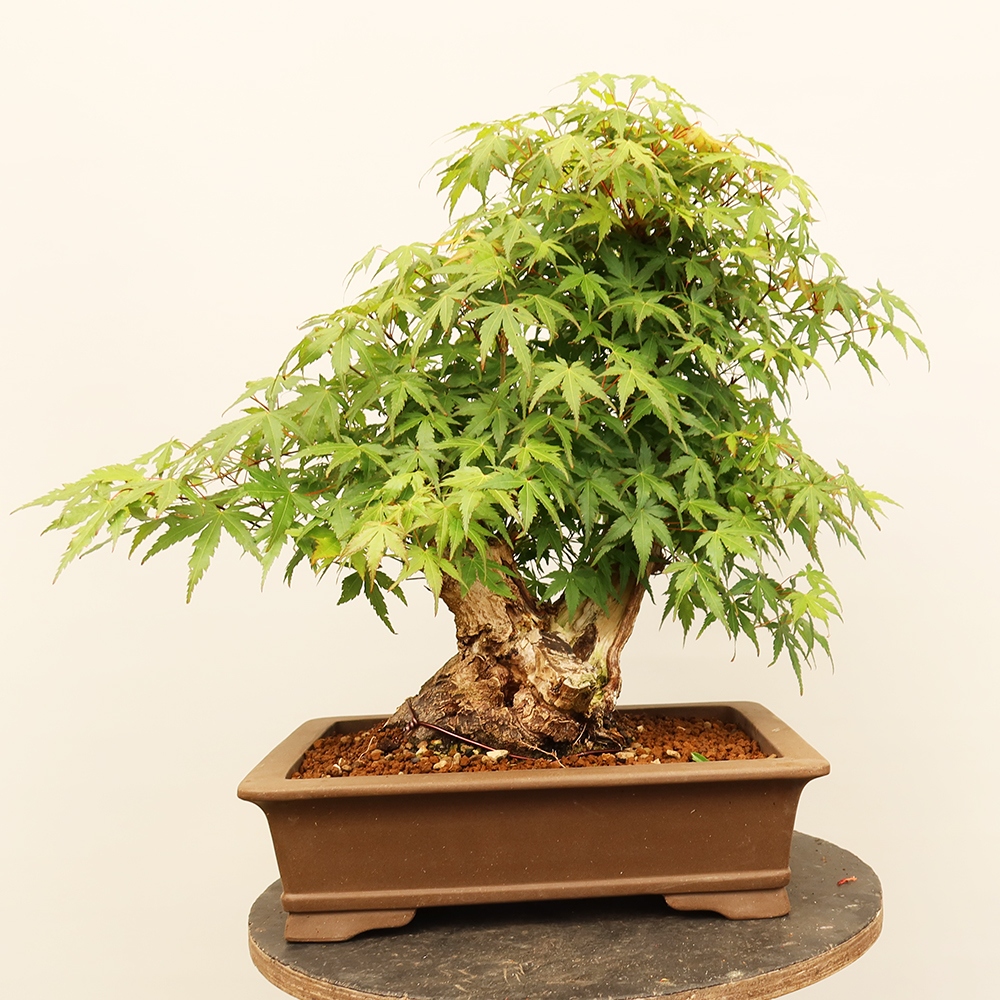 Bonsai voor buiten - Esdoorn palmatum - Palmen