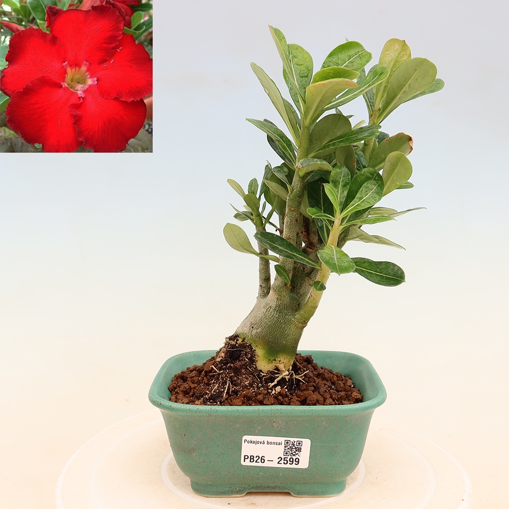 Kamerbonsai - Adenium obesum Red Star - Woestijnroos