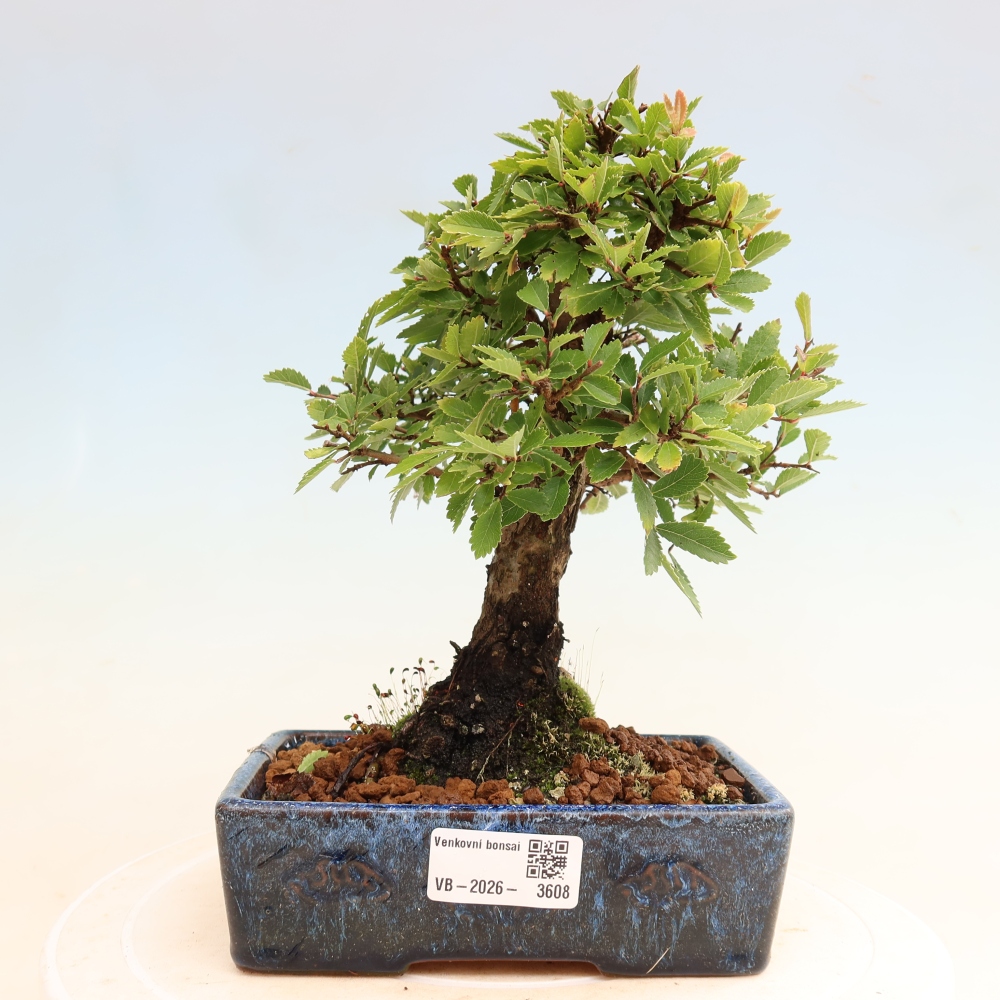 Bonsai voor buiten - Zelkova - Zelkova NIRE