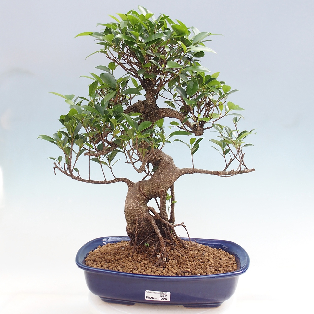 Kamerbonsai - Ficus kimmen - kleinbladige ficus
