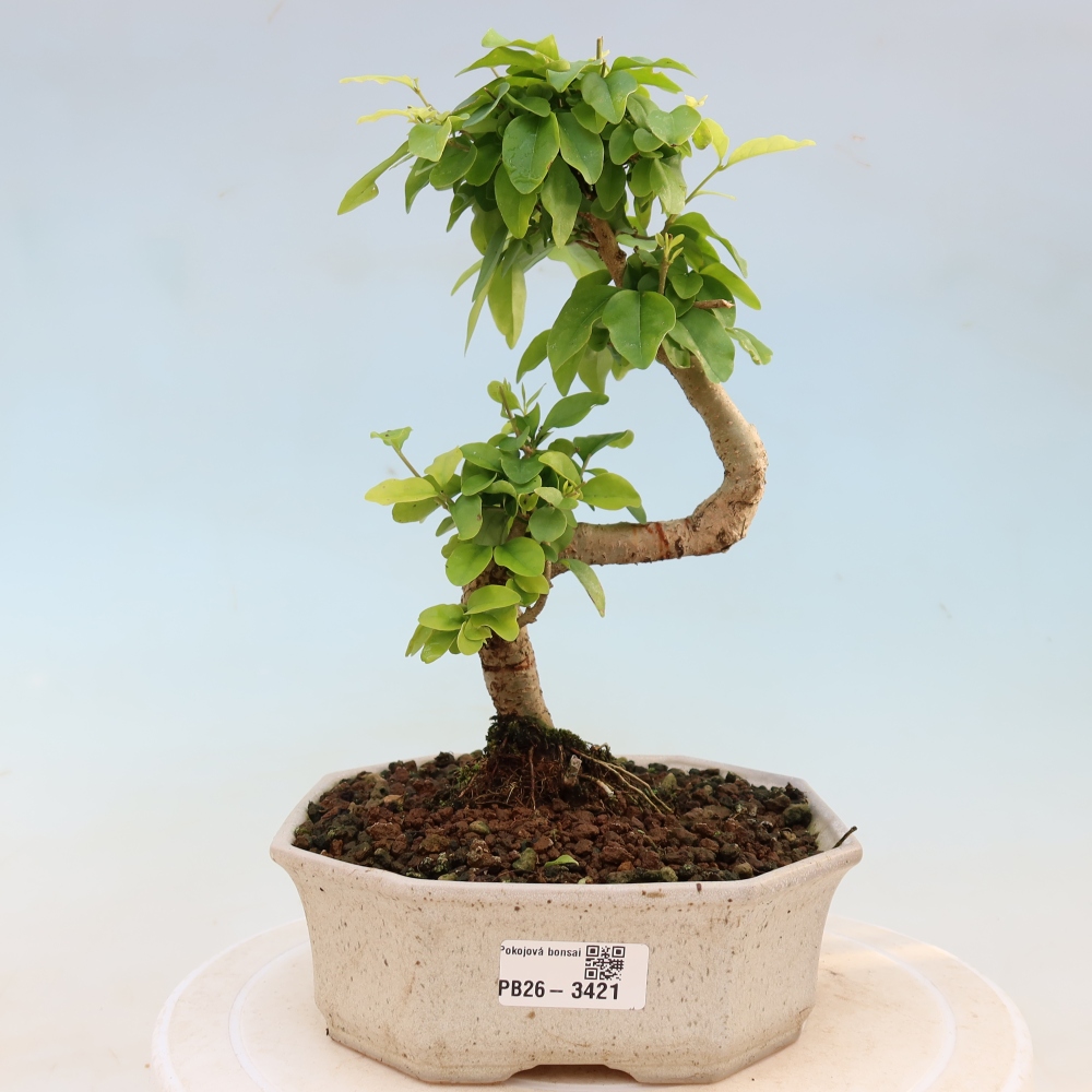 Kamerbonsai -Ligustrum chinensis - Vogelsnavel