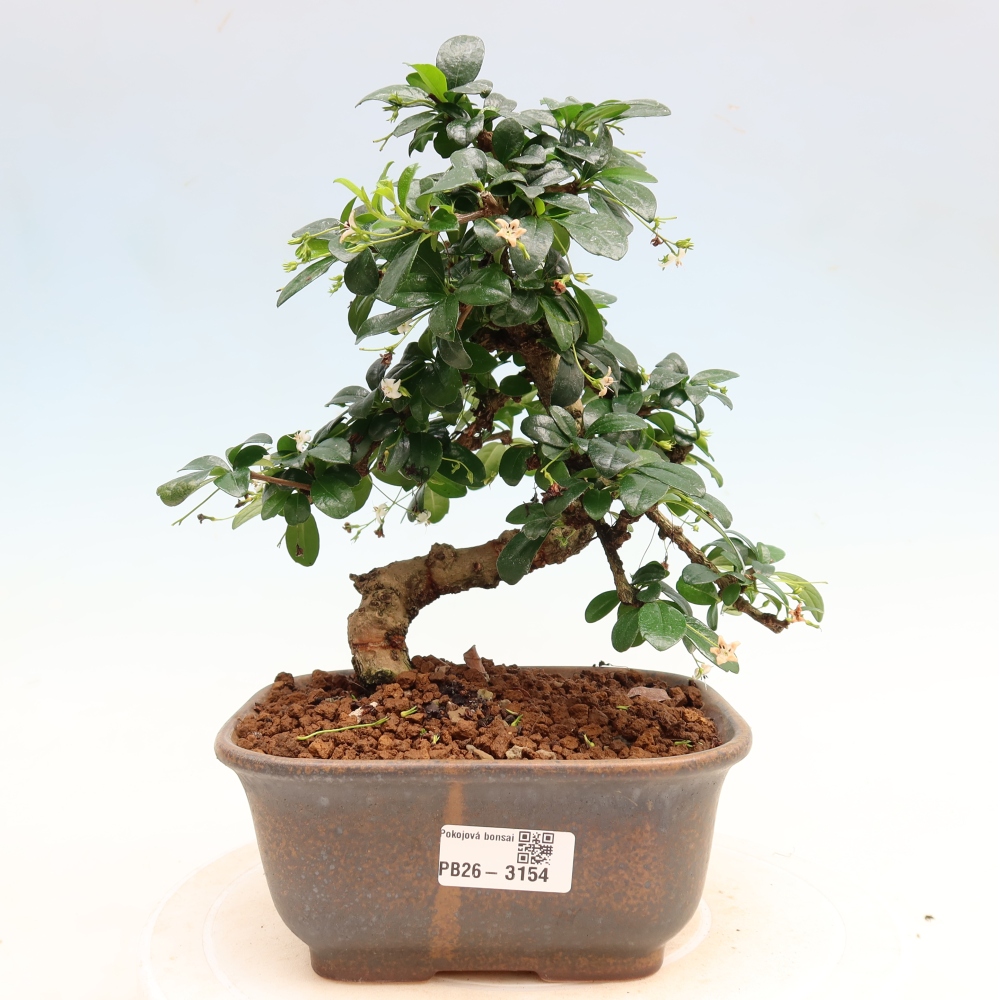 Kamerbonsai - Carmona macrophylla - Thee fuki