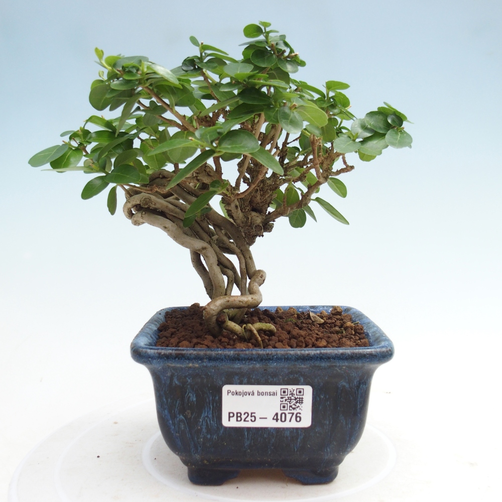 Bonsai voor binnen - Premna serratifolia - Kozlovna malolista