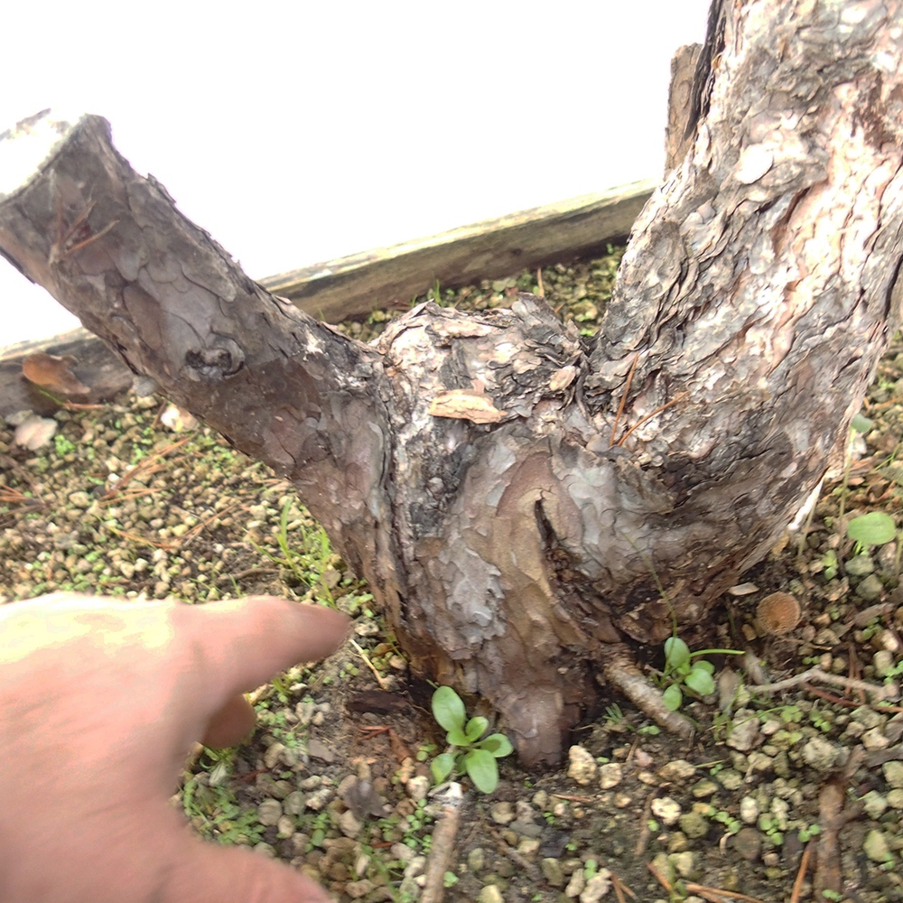 Yamadori - Pinus sylvestris Spanje