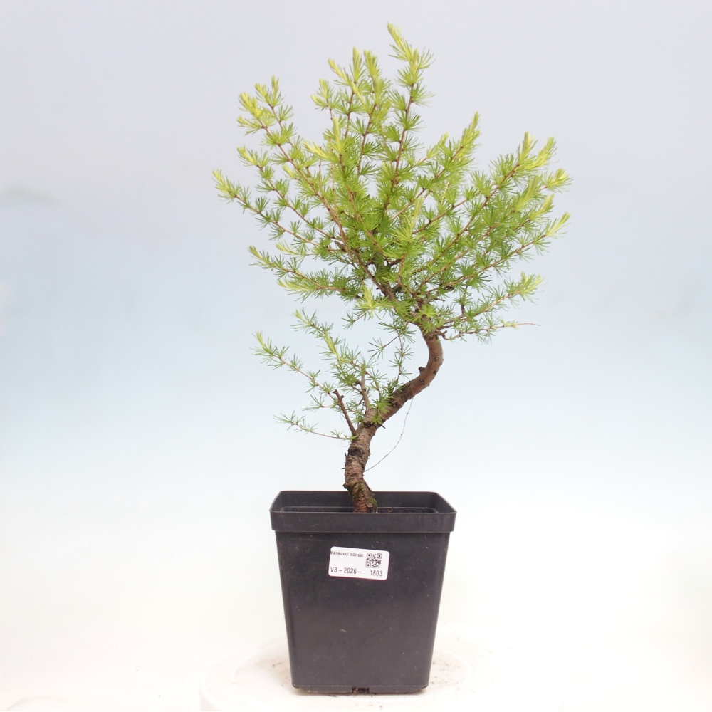 Bonsai voor buiten -Larix decidua - Lariks