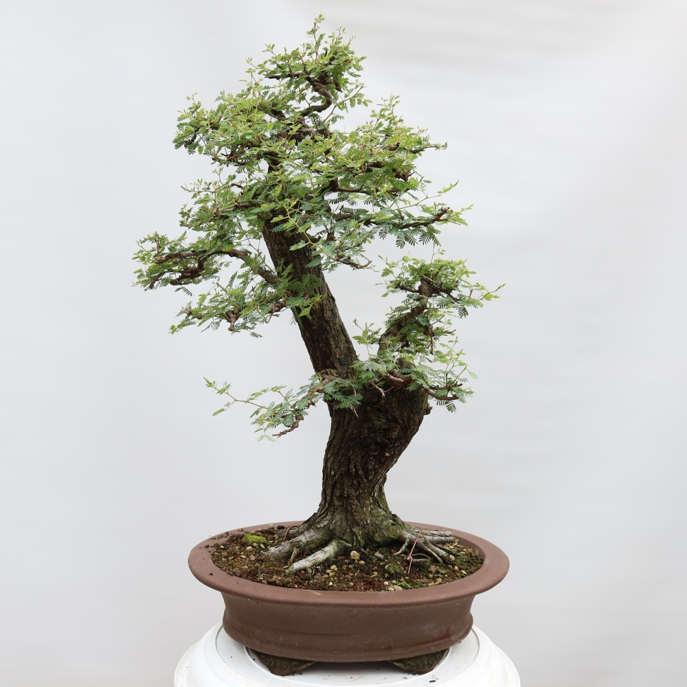 Kamerbonsai - Arabische acacia's