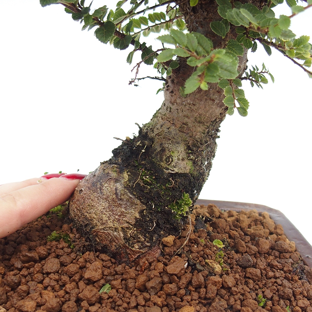 Bonsai voor buiten - Ulmus parvifolia Hokkaido - Chinese iep