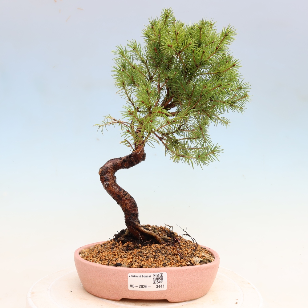 Buitenbonsai – Grijze spar – Picea glauca globe