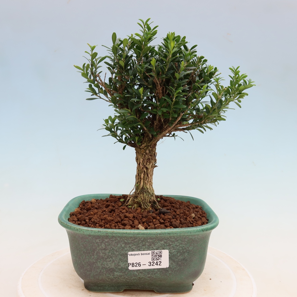 Kamerbonsai - Buxus harlandii - kurk buxus