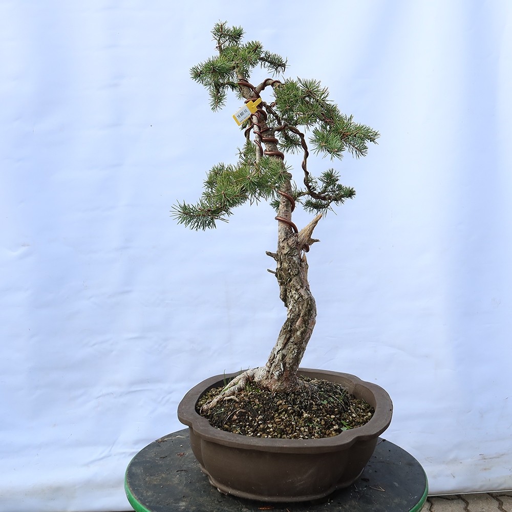 Pinus sylvestris Spanje - grove den