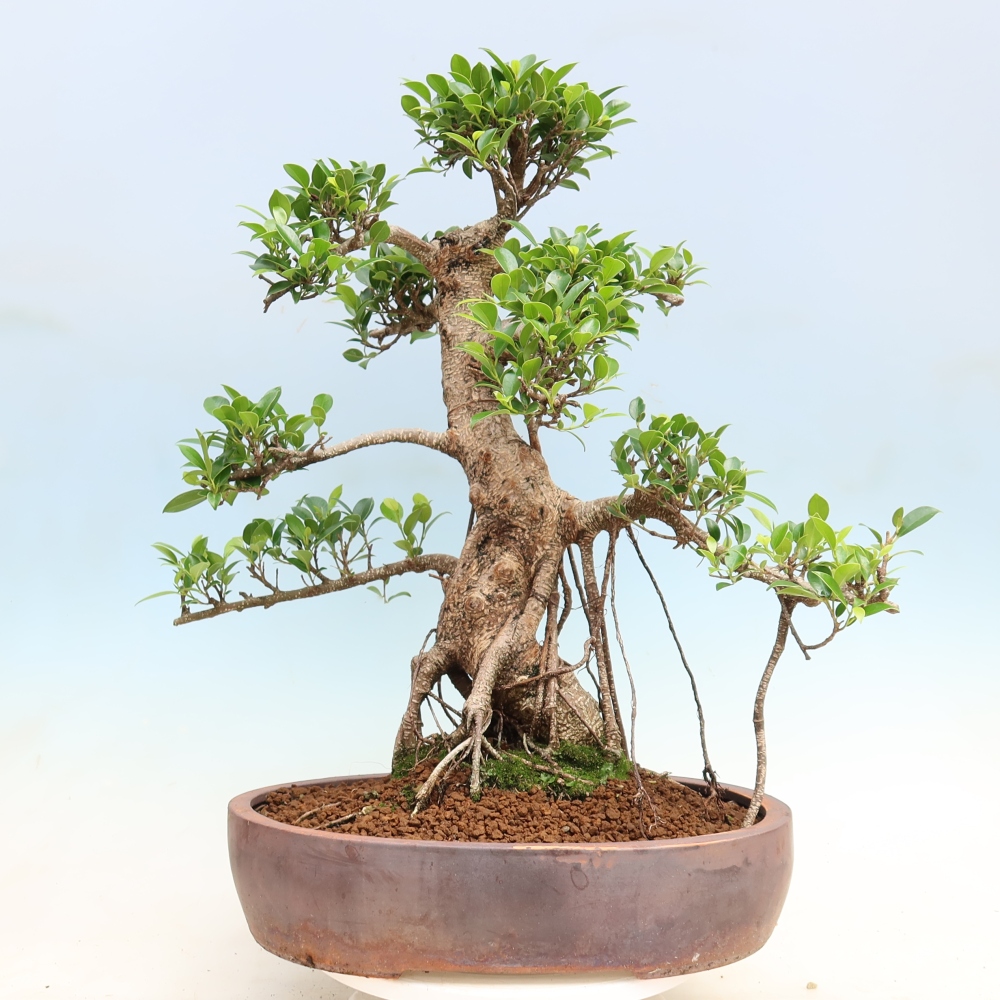 Kamerbonsai - Ficus kimmen - kleinbladige ficus